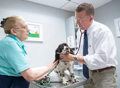 Vet examining dog