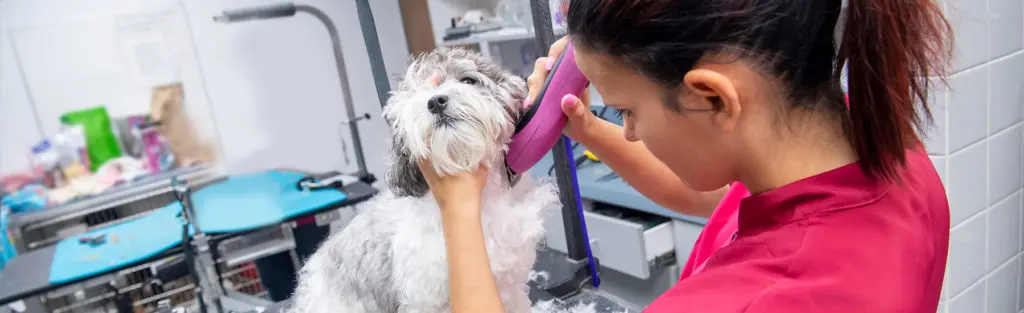groomer trims a dog