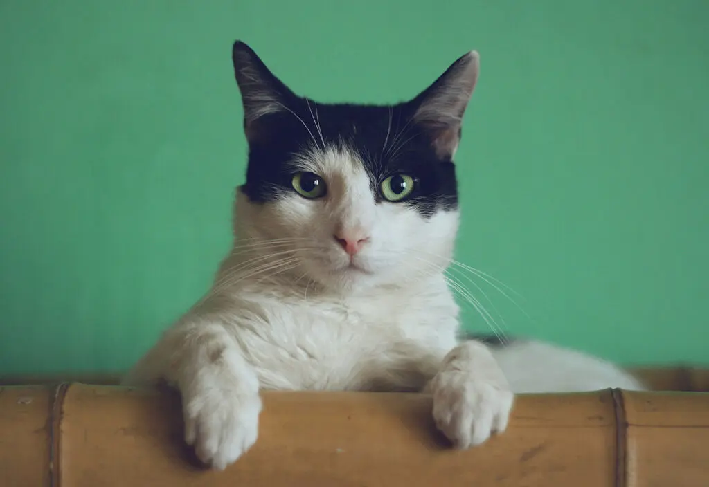 Shorthair cat
