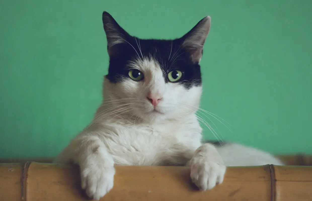 Shorthair cat