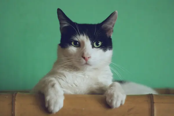 Shorthair cat
