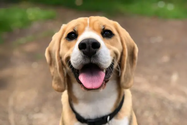 Beagle that is well immunized, including a rabies vaccine