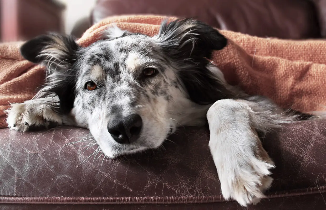 resting dog