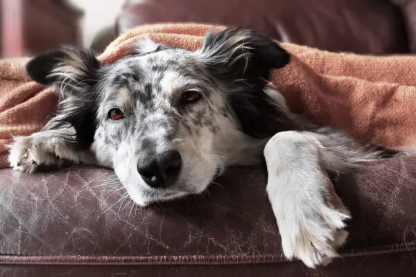 resting dog