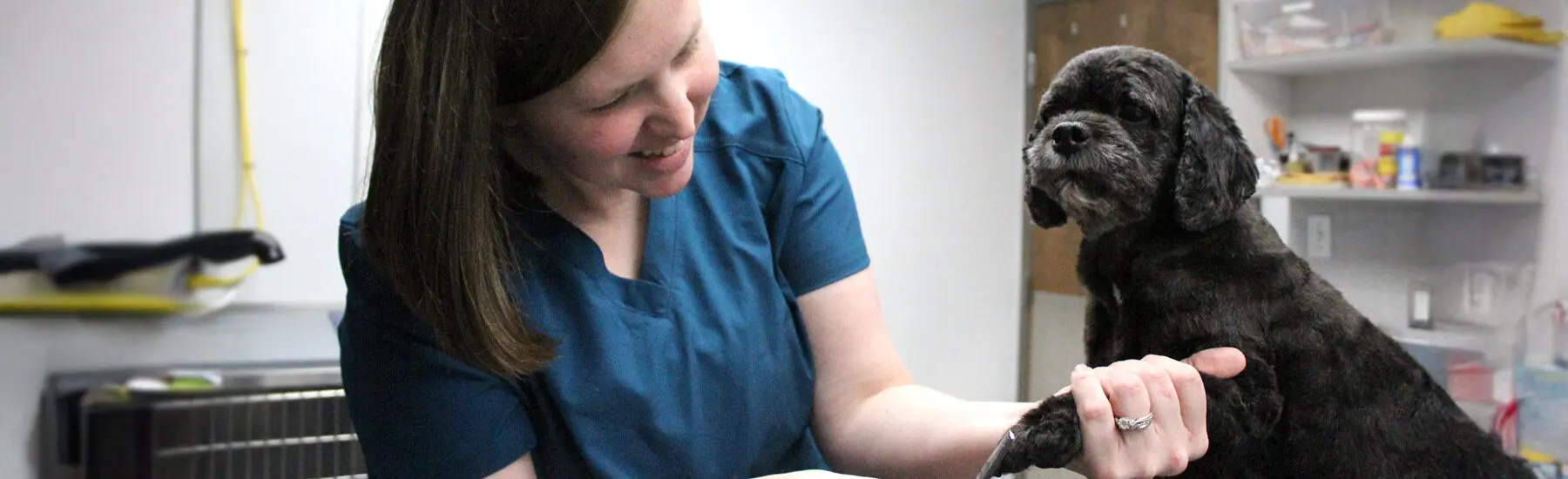 Dog being groomed at Hershey Vet