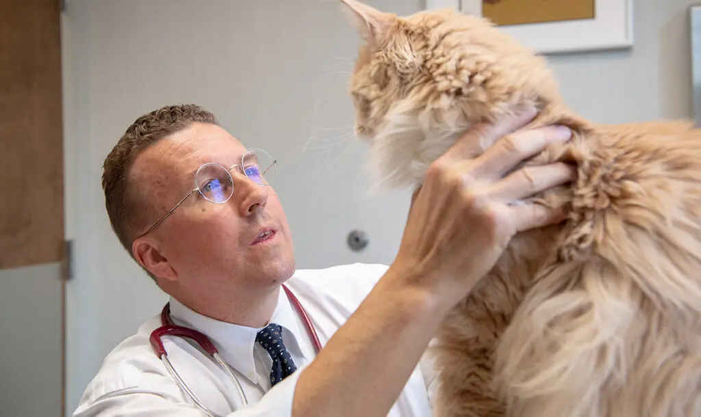 Vet examines a cat at the Hershey Vet office
