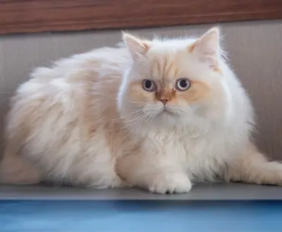 Cat in the vet office