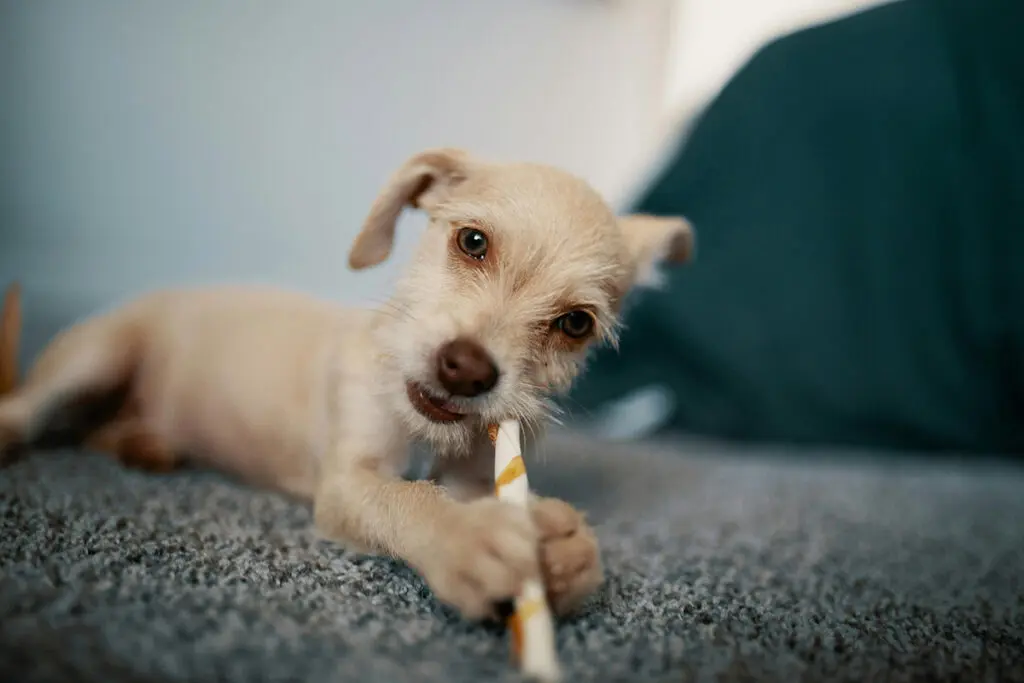 Puppy with a chew treat