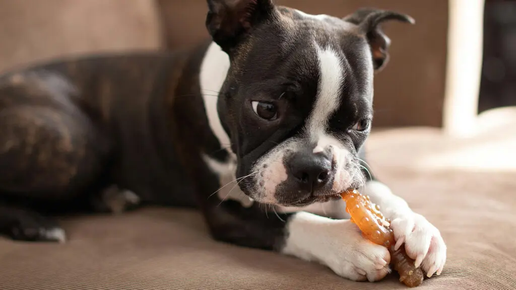 Puppy chewing on a toy