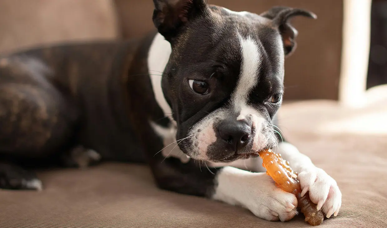 Puppy chewing on a toy