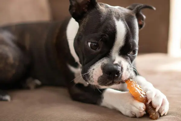 Puppy chewing on a toy
