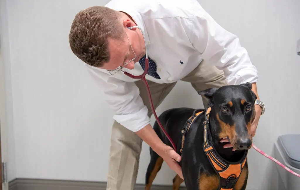 Dr Kevin with a dog doing an exam