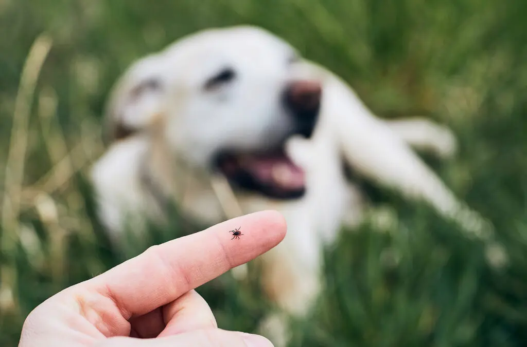 Person holding a tick with a dog in the background