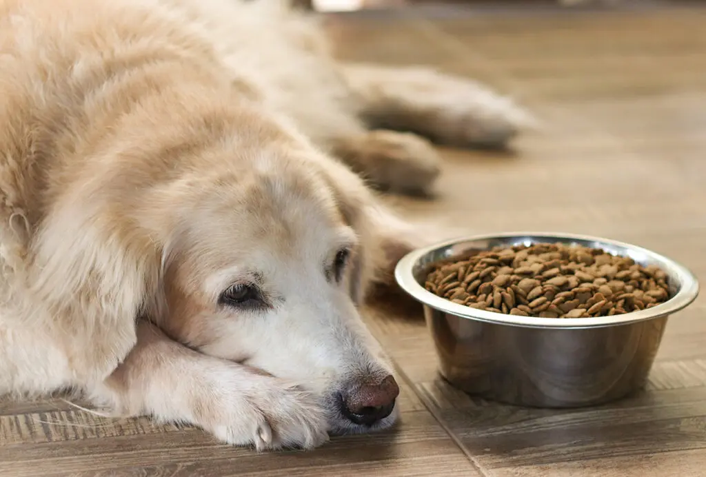 Sick dog