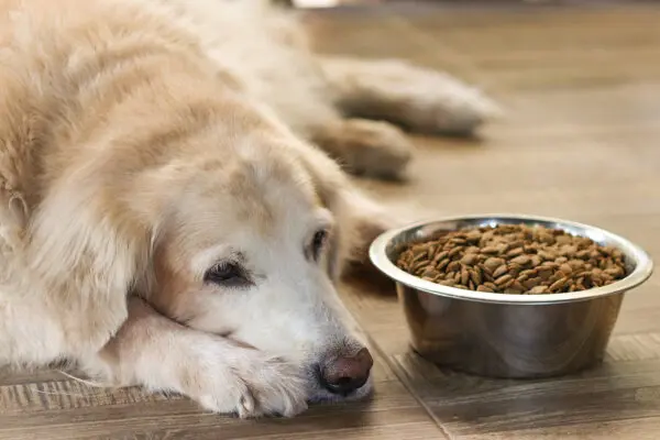 Sick dog