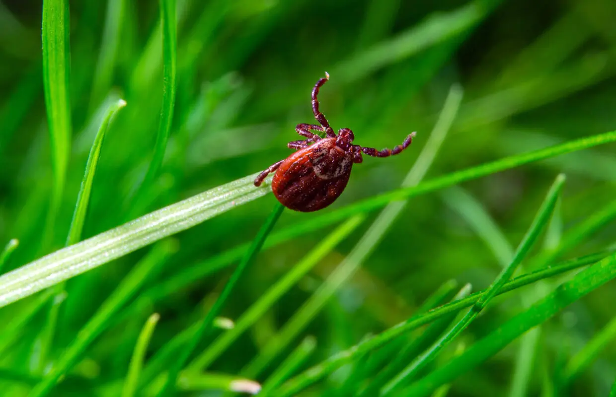 Tick in a grassy area waiting to get on a dog
