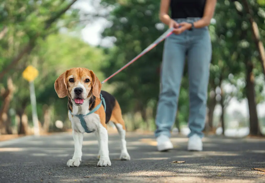 Person walking a dog that has been spayed