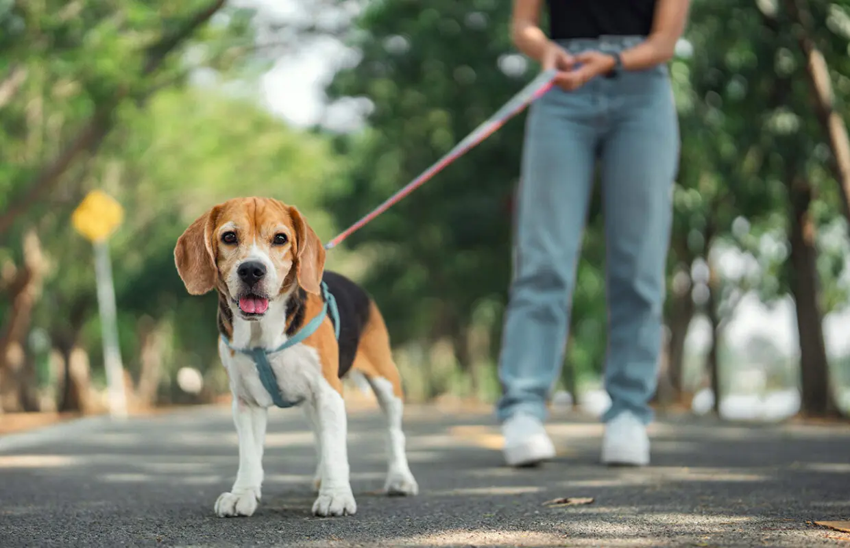 Person walking a dog that has been spayed