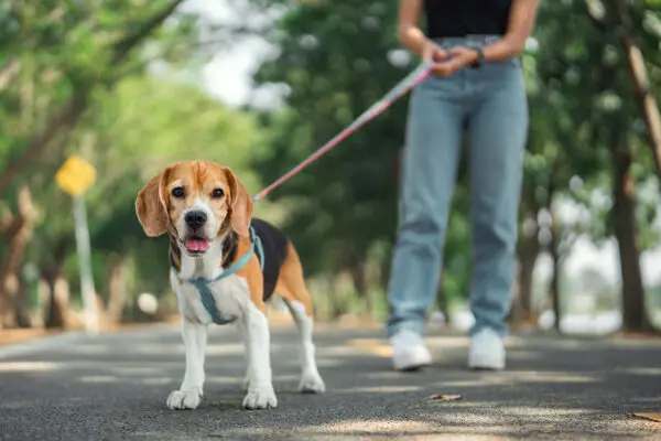 Person walking a dog that has been spayed