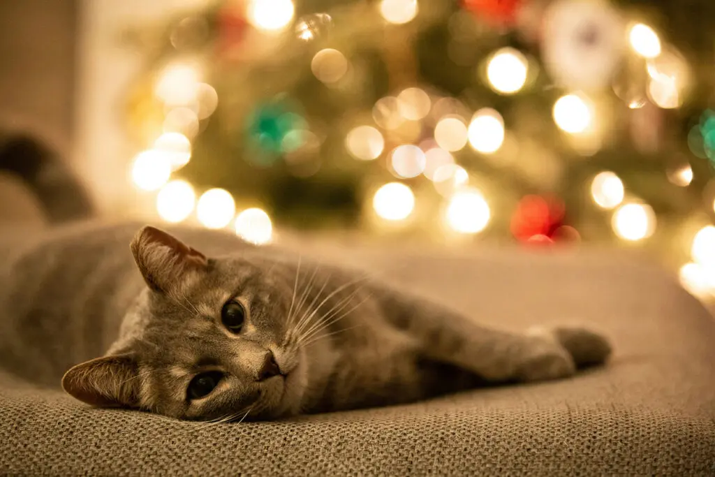 Cat in a home during the holidays