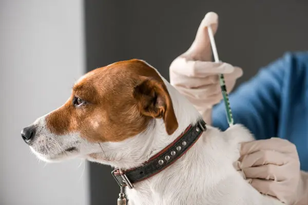 Dog getting a vaccination