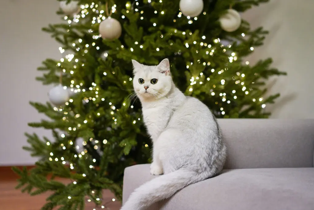 Cat with a christmas tree