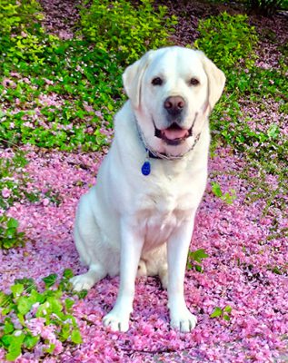 labrador retriever dog