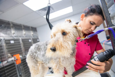 groomer with a dog