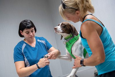 dog nail trim