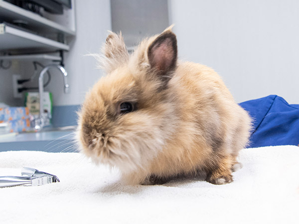 rabbit on exam table