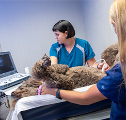 Ultrasound for a dog