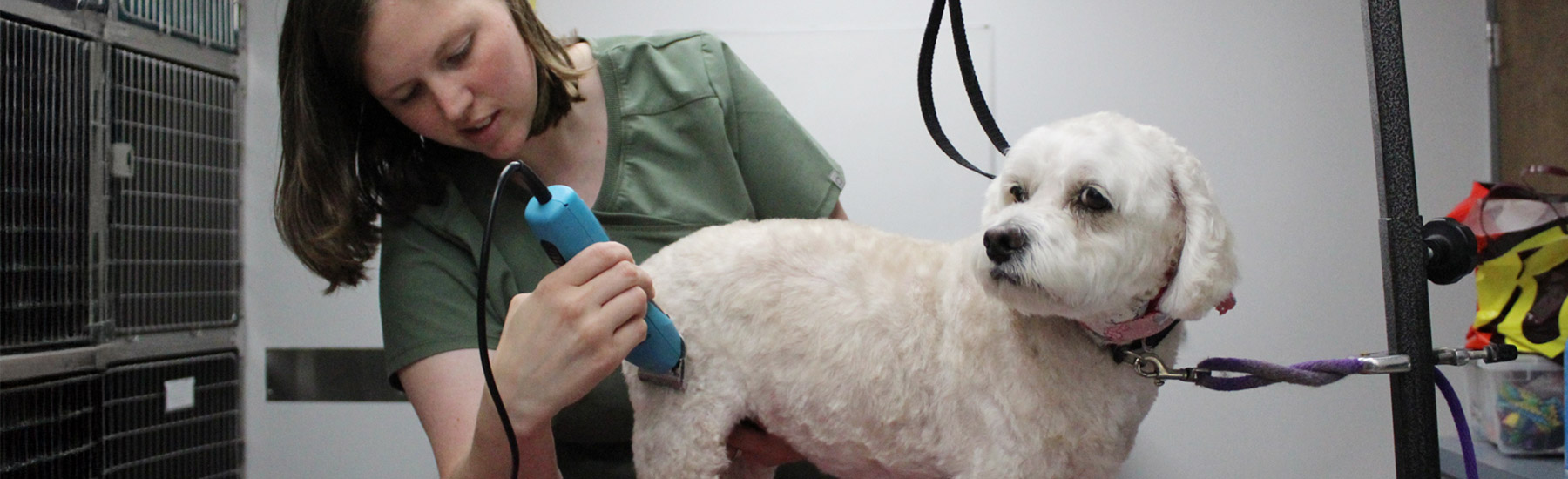 Groomer with a dog