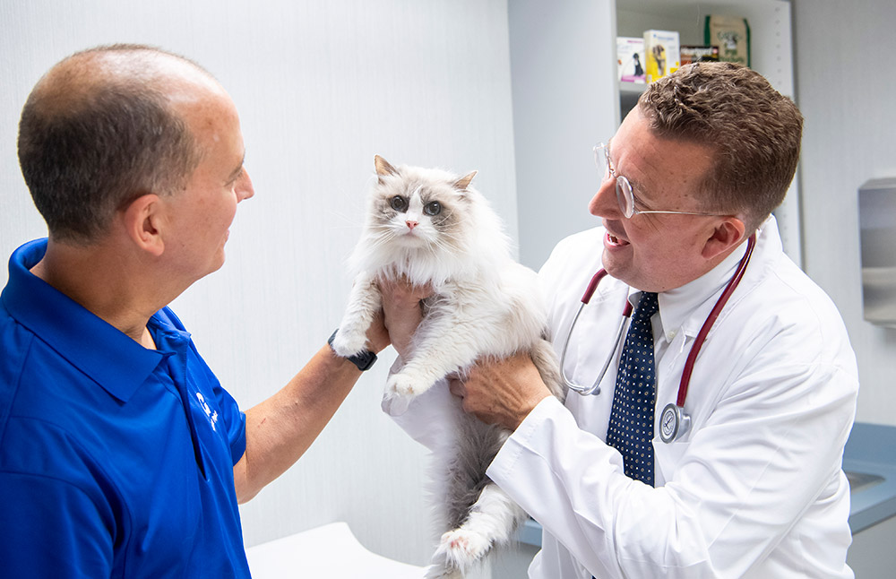 A cat at Hershey Vet