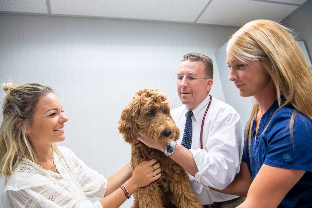 Dog in an exam room at Hershey Vet