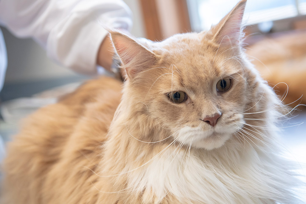 Cat at Hershey Vet getting immunizations