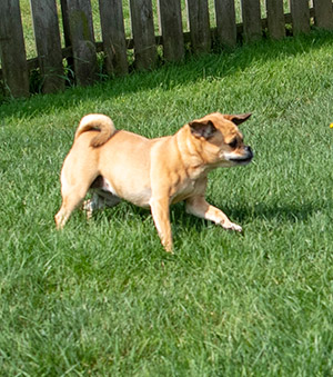 Small dog exercising in the fenced in yard