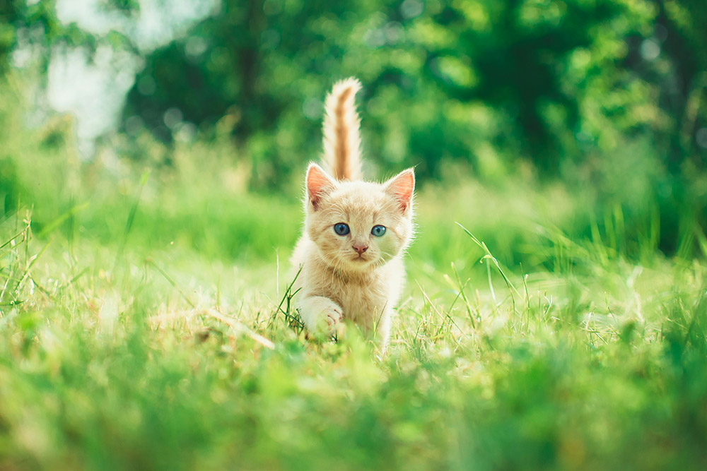 Kitten walking through grass