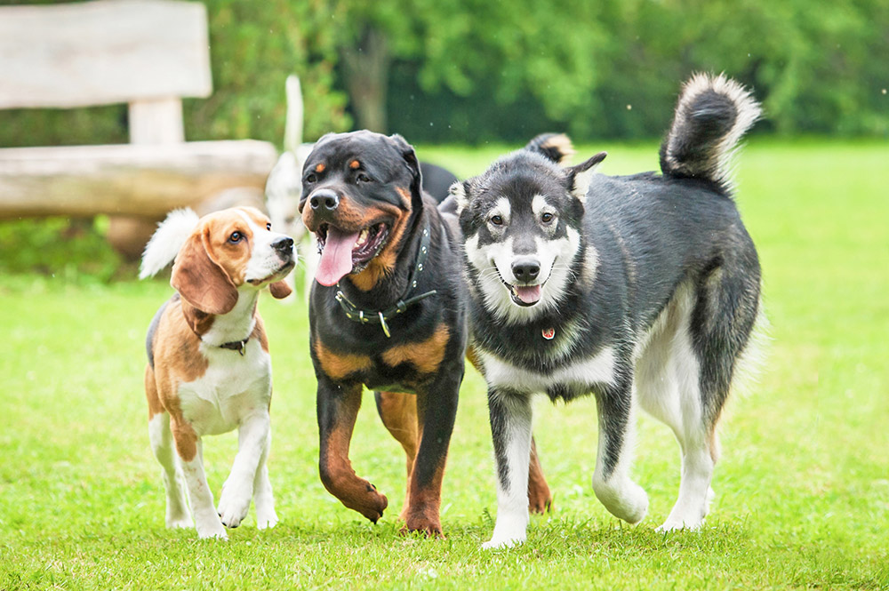 3 dogs at a dog park