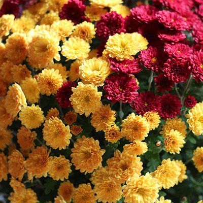 Chrysanthemums