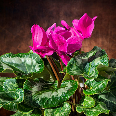 Cyclamen