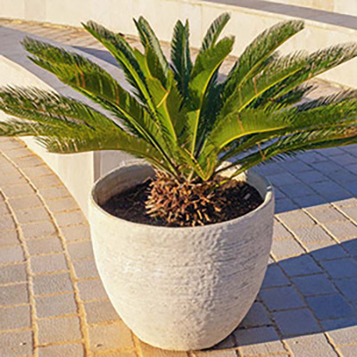 palm plant in a pot
