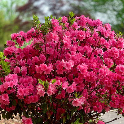 Azaleas