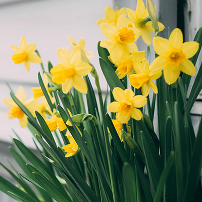 daffodils