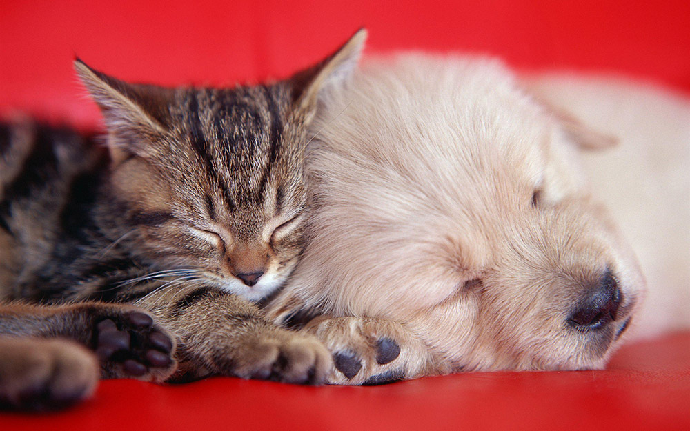 Cats getting their annual wellness exam