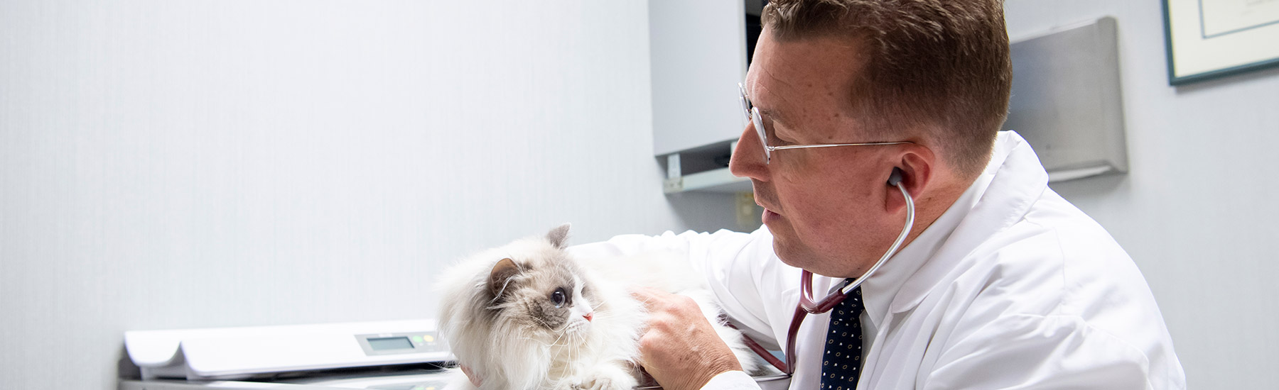 Veterinarian examining a cat during a wellness visit at Hershey Veterinary Hospital