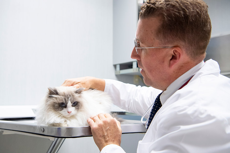 Dr Schengrund with a cat in the exam room at Hershey Vet