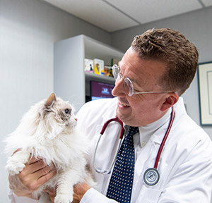Dr Schengrund examines a cat