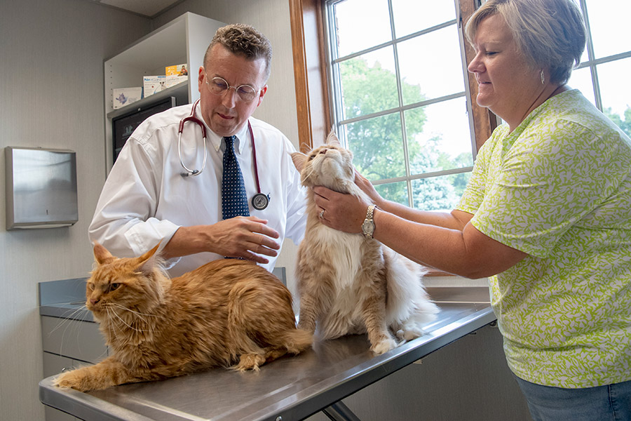 Cats getting their annual wellness exam
