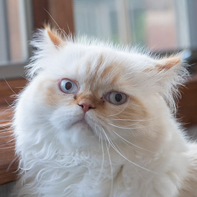 Cat next to a window