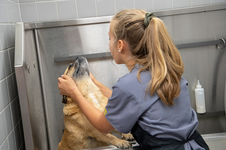 Dog being bathed and brushed at Hershey Veterinary Hospital's grooming salon